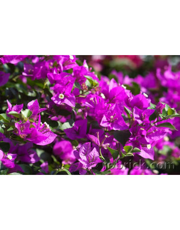 BOUGAINVILLEA, 'ELIZABETH ANGUS', 5G TRELLISED*
