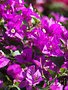 BOUGAINVILLEA, 'ELIZABETH ANGUS', 5G TRELLISED*