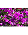 'ELIZABETH ANGUS' BOUGAINVILLEA PLANT, 5 GALLON, TRELLISED