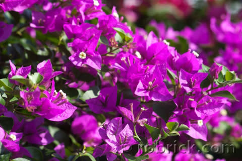 'ELIZABETH ANGUS' BOUGAINVILLEA PLANT, 5 GALLON, TRELLISED