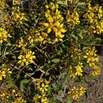 THRYALLIS, 'SHOWER OF GOLD', 3G