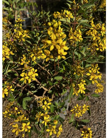 Thryallis 'Shower of Gold' 3G