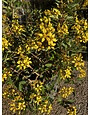 'Shower of Gold' Thryallis 3 Gallon - Bright Yellow Bloomer