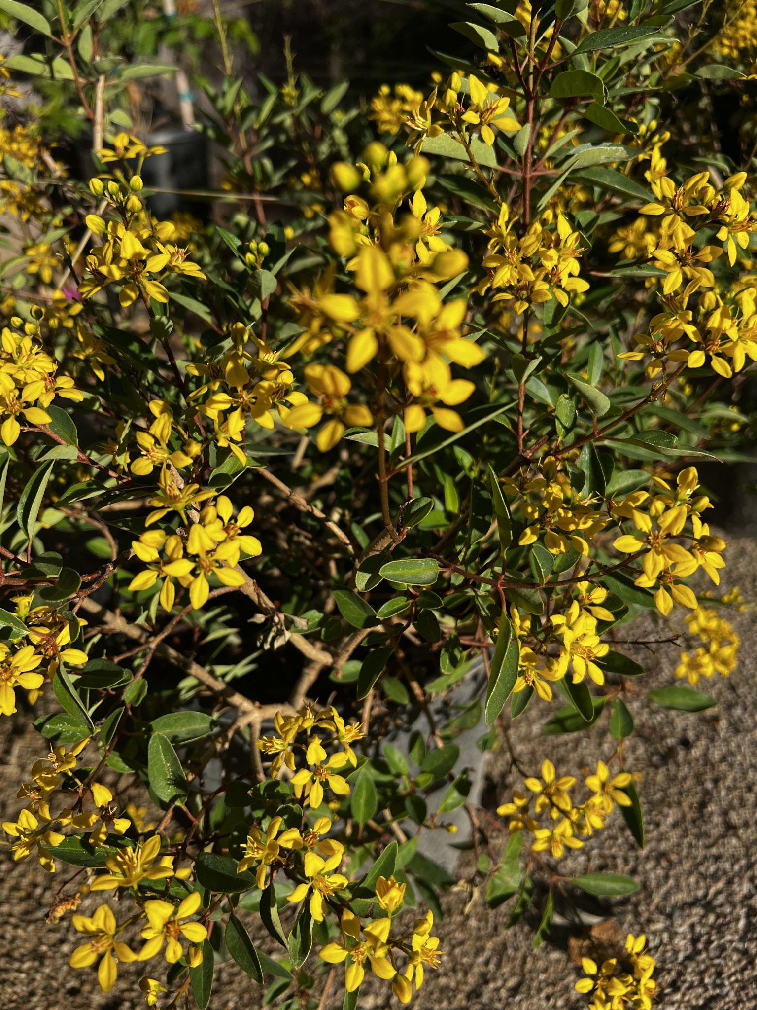 'Shower of Gold' Thryallis 3 Gallon - Bright Yellow Bloomer