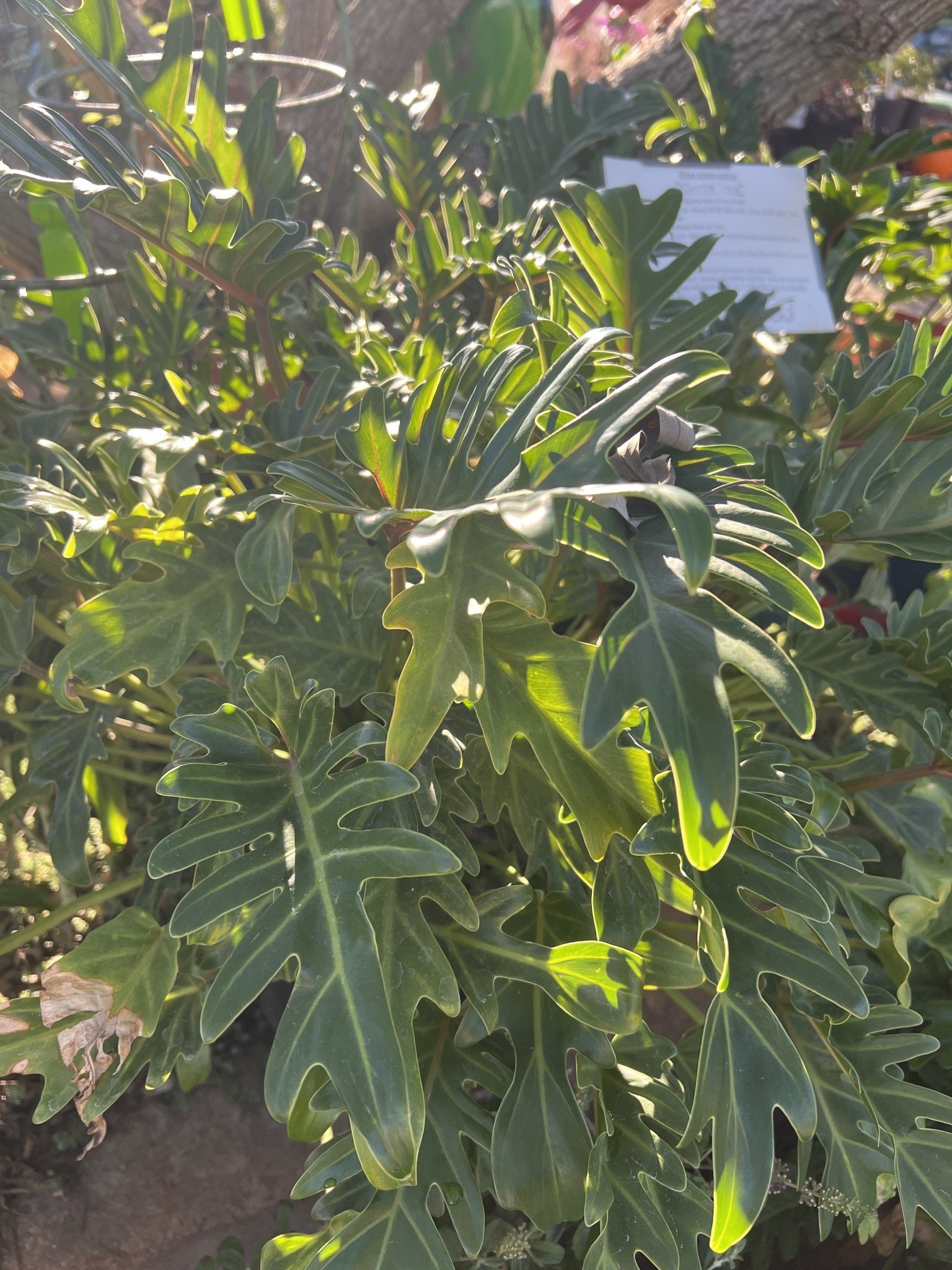 XANADU PHILODENDRON PLANT, 3 GALLON