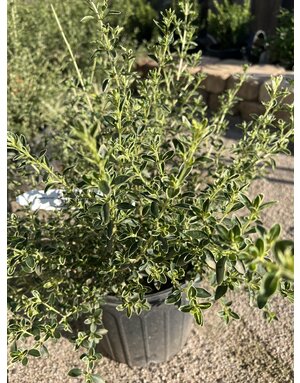 Serissa 'Tokyo' 3G