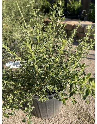 Serissa 'Tokyo' 3G