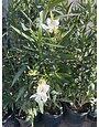 OLEANDER, 'WHITE SANDS', 3G
