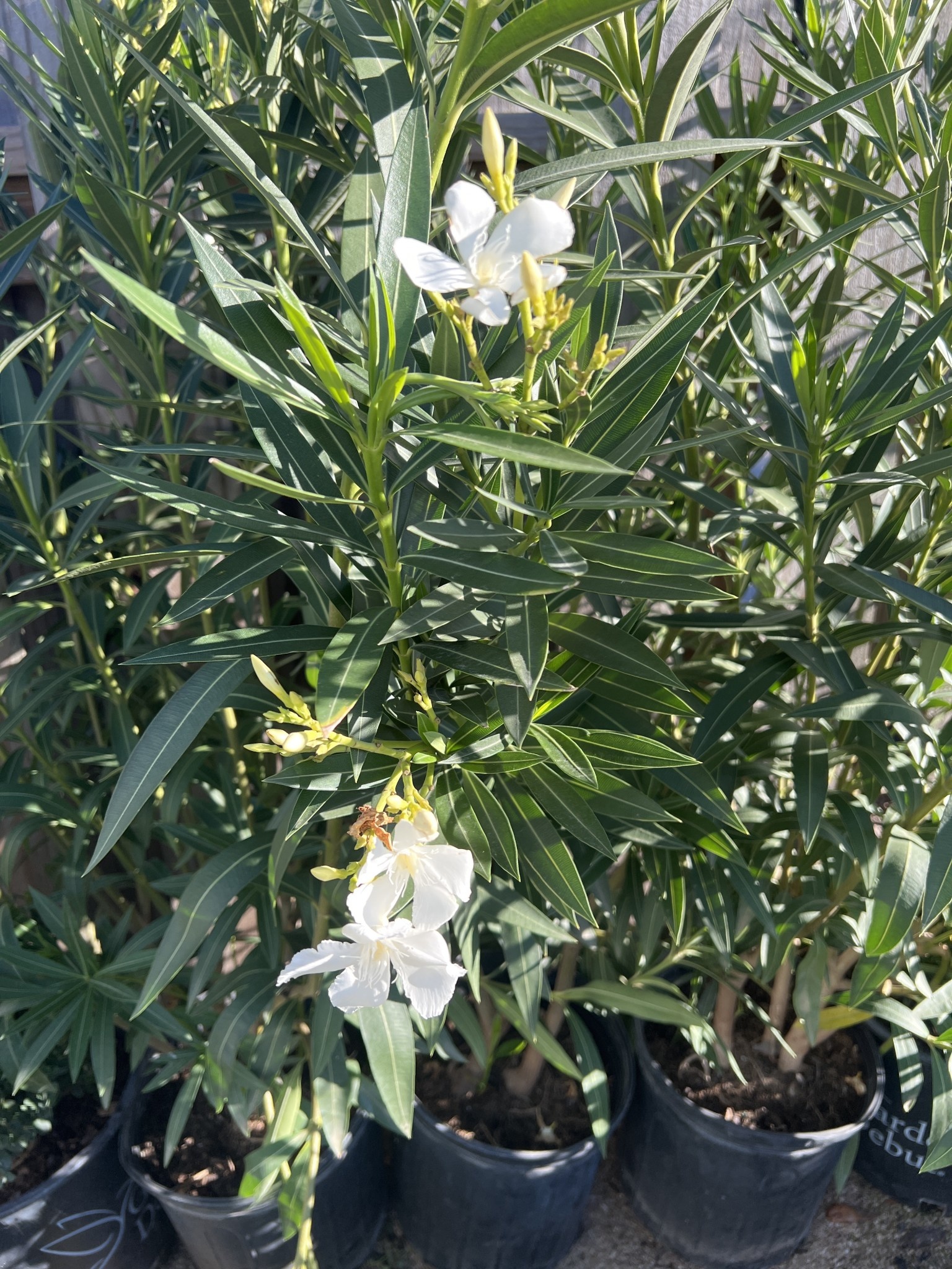 OLEANDER, 'WHITE SANDS', 3G