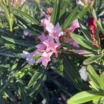 OLEANDER, 'PETITE PINK', 3G