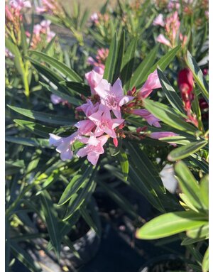 Oleander 'Petite Pink' 3G