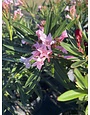 Petite Pink Oleander 3 Gallon - Nerium oleander 'Petite Pink'