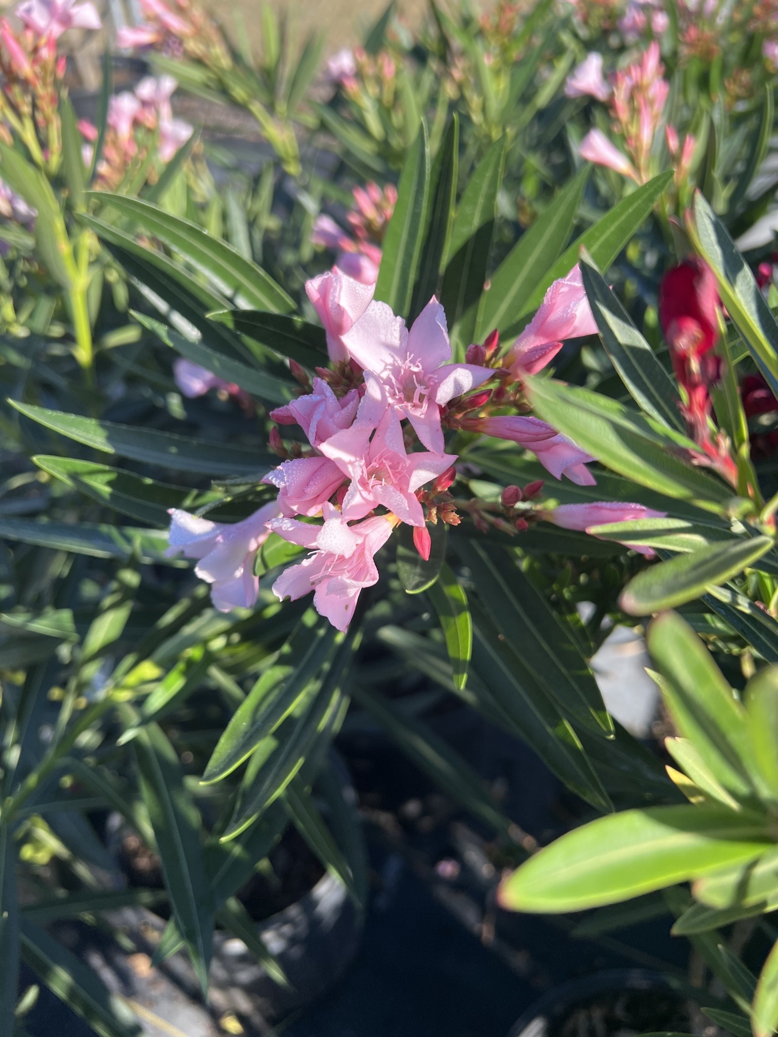 'PETITE PINK' OLEANDER, 3 GALLON