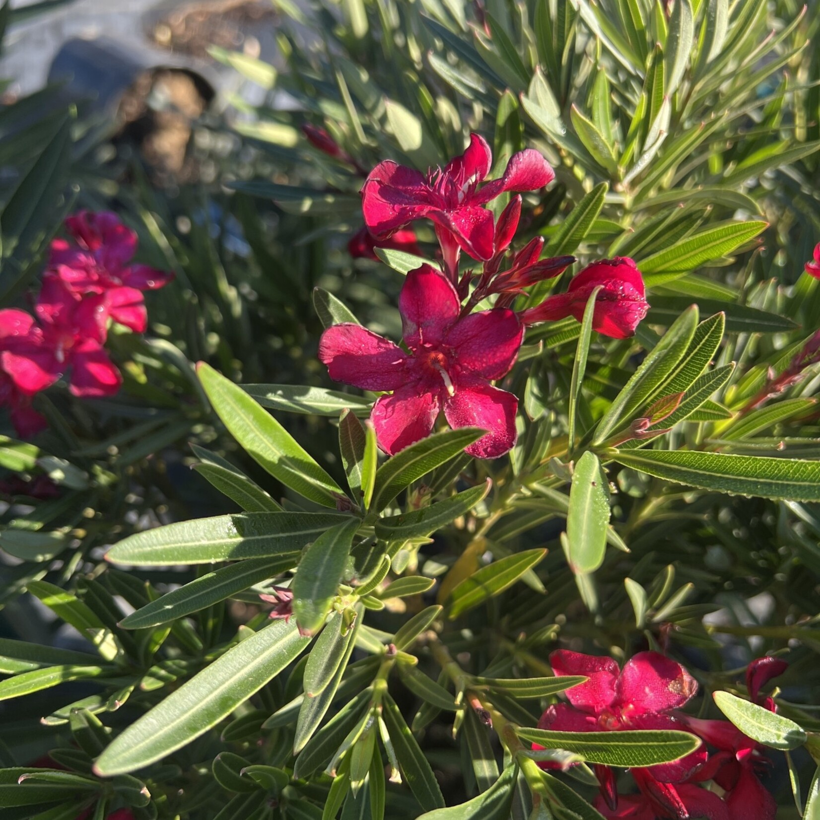 OLEANDER, 'RED, 'HARDY RED' 3G
