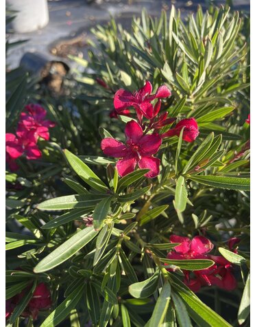 Oleander 'Hardy Red' 3G