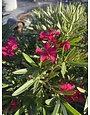 Hardy Red Oleander 3 Gallon - Nerium oleander 'Hardy Red'
