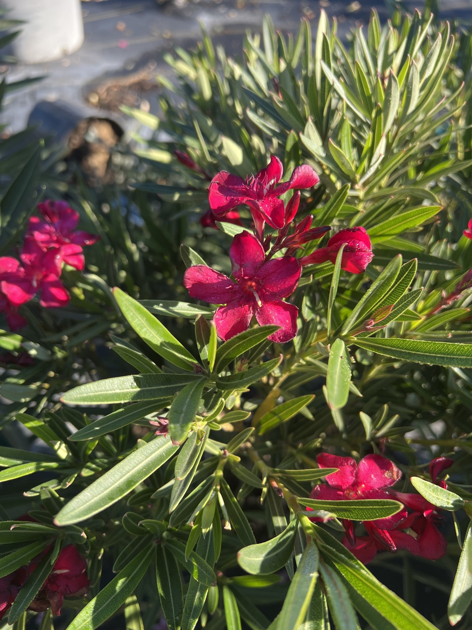 Hardy Red Oleander 3 Gallon - Nerium oleander 'Hardy Red'