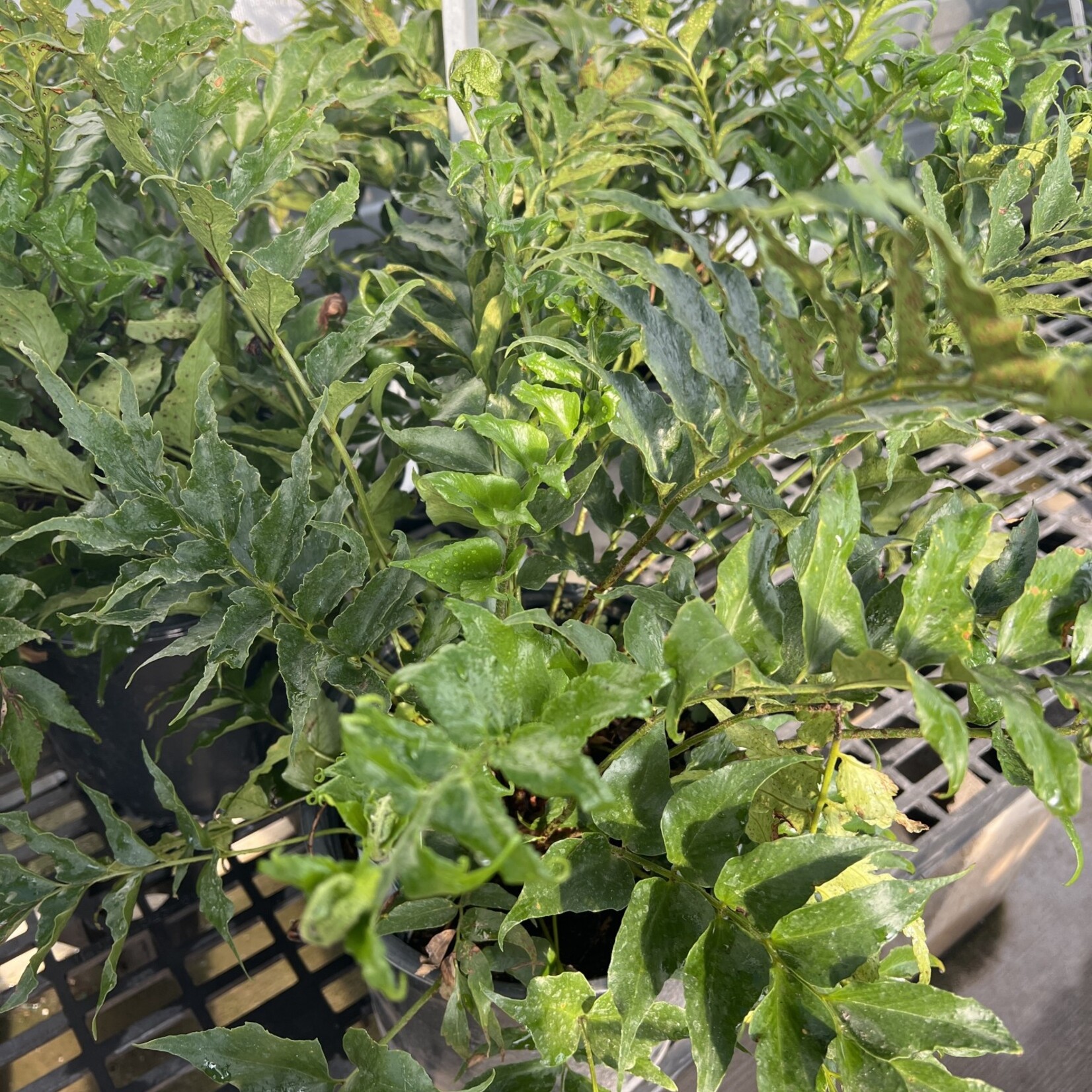 FERN, 'HOLLY 1G