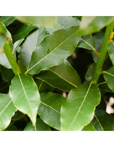Bay Laurel 3G