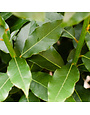 Bay Laurel 3 Gallon - Classic Culinary Herb