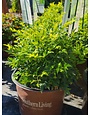 Lemon Lime Nandina 3 Gallon - Nandina domestica 'Lemon Lime'