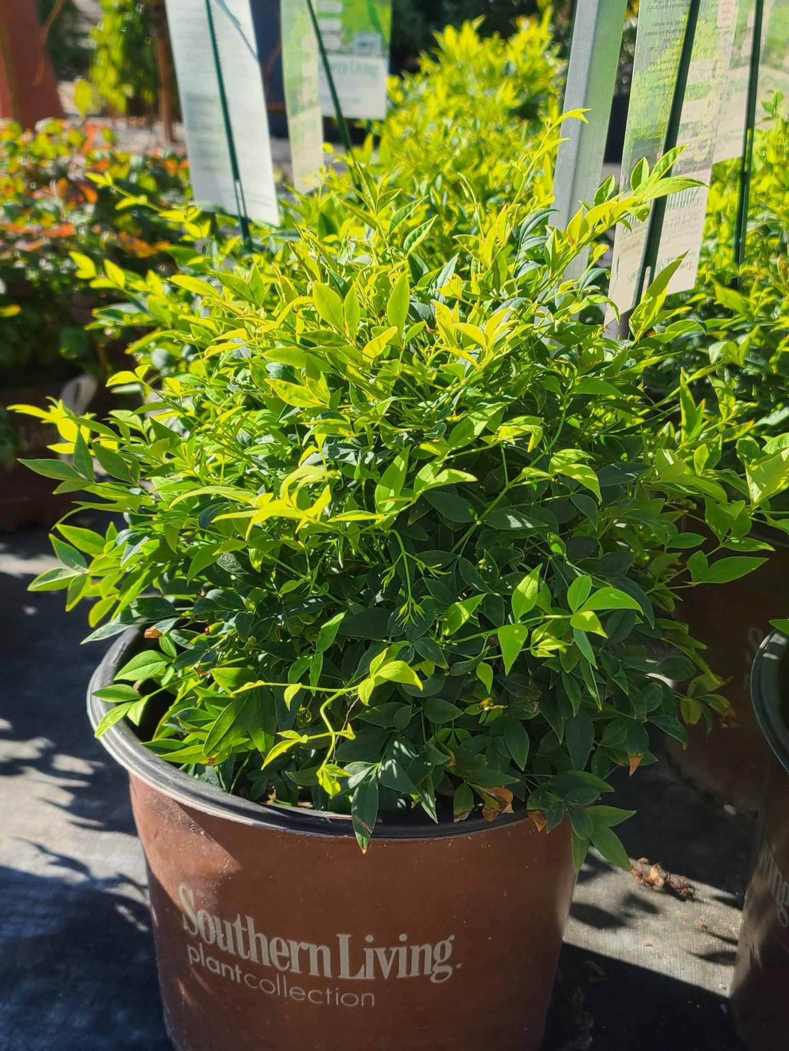Lemon Lime Nandina 3 Gallon - Nandina domestica 'Lemon Lime'