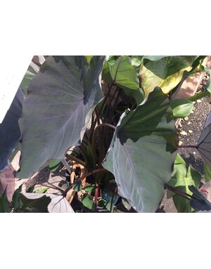 COLOCASIA, 'BLACK MAGIC', ELEPHANT EAR, 3G
