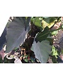 COLOCASIA, 'BLACK MAGIC', ELEPHANT EAR, 3G