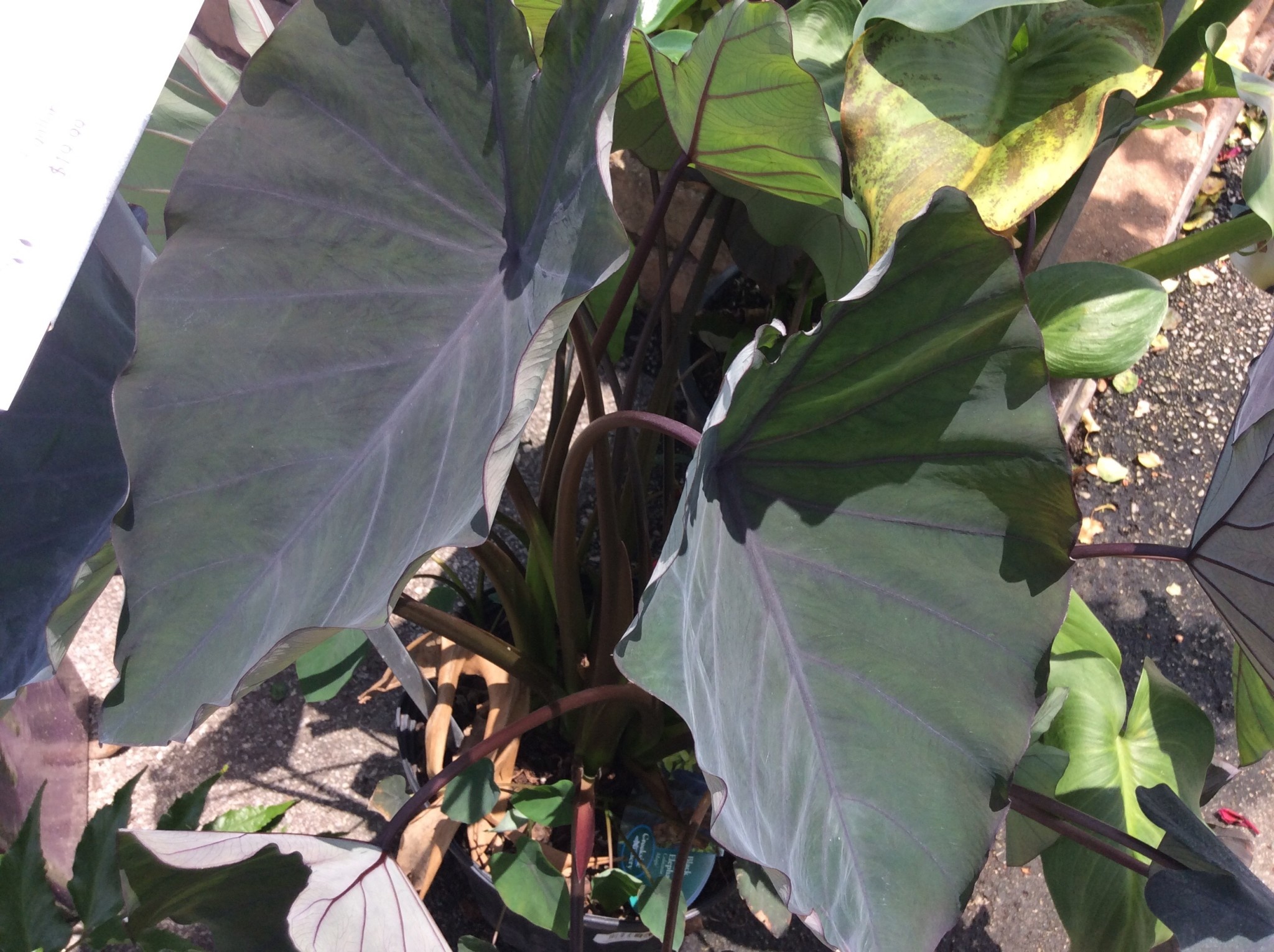 'BLACK MAGIC' ELEPHANT EAR, 3 GALLON