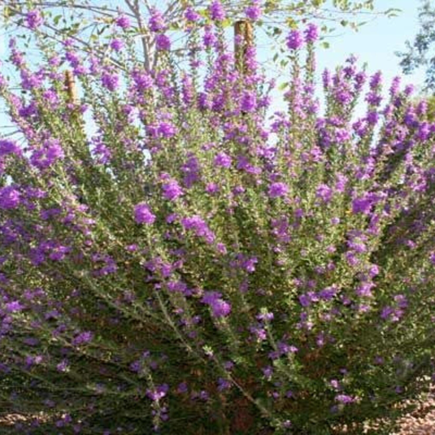 TEXAS SAGE, 'HEAVENLY CLOUD', 3G