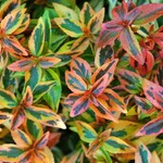 ABELIA, 'KALEIDOSCOPE', 3G