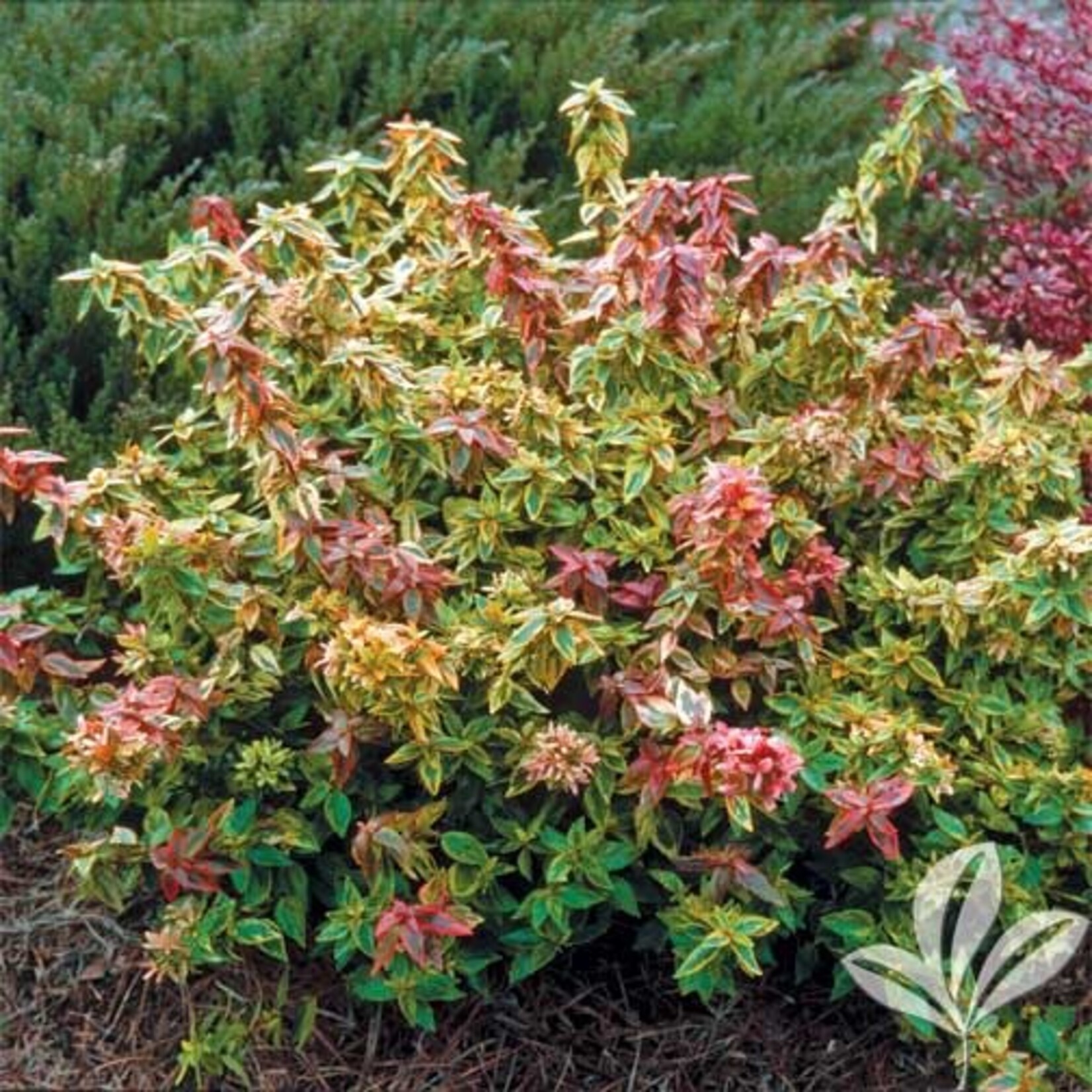 ABELIA, 'KALEIDOSCOPE', 3G