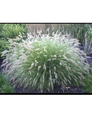 GRASS, 'FOUNTAIN CASSIAN', 3G*