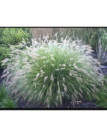 GRASS, 'FOUNTAIN CASSIAN', 3G*