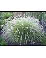 'FOUNTAIN CASSIAN' GRASS, 3 GALLON