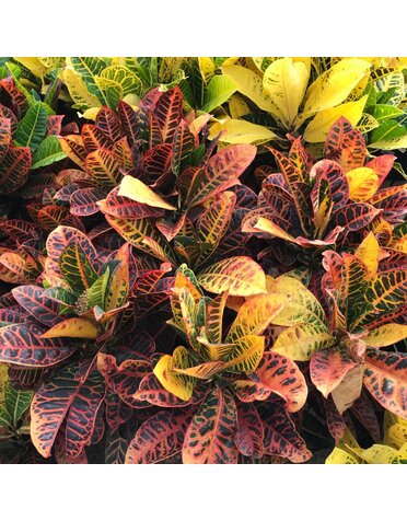 Vallecillos Croton 'Petra' 3G