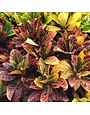 Vallecillos Petra Croton 3 Gallon - Codiaeum variegatum 'Petra'