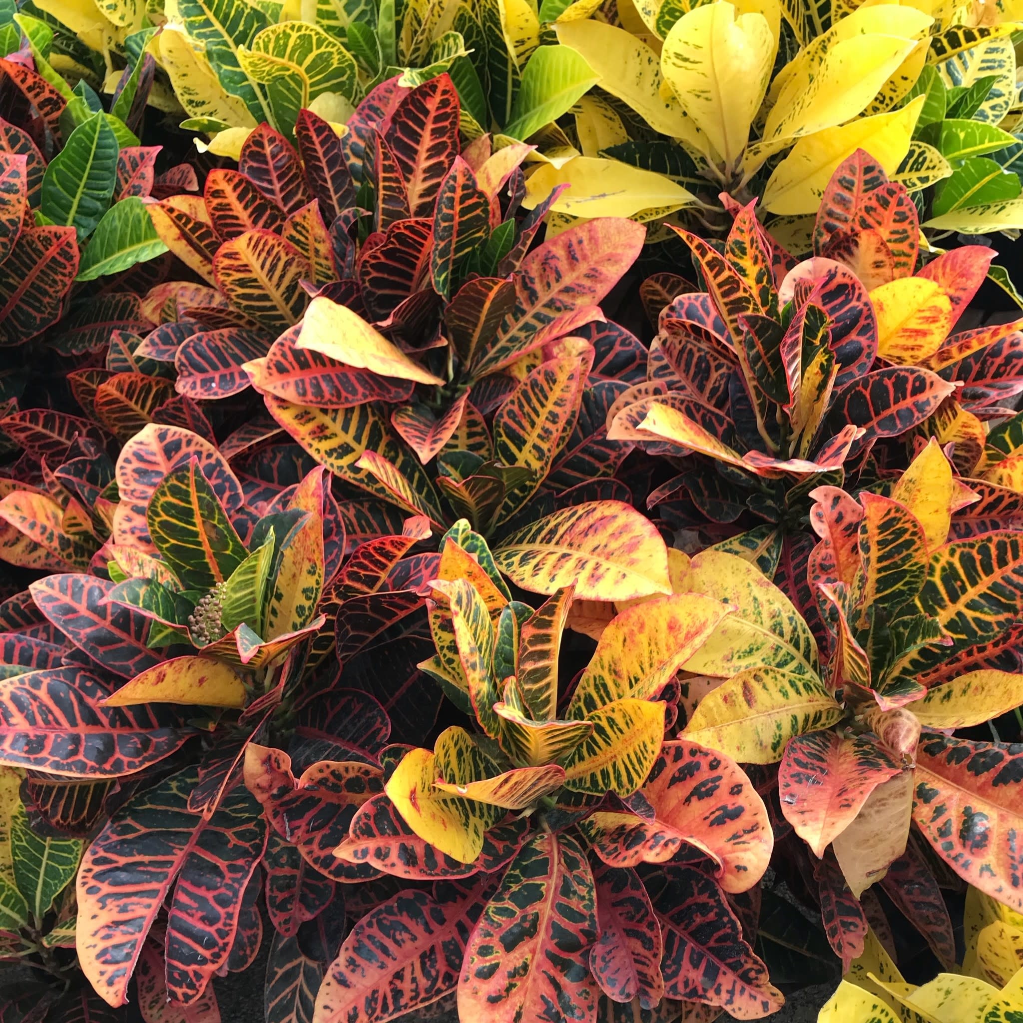 Vallecillos Petra Croton 3 Gallon - Codiaeum variegatum 'Petra'