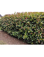 Red Tip Photinia 3 Gallon - Photinia × fraseri