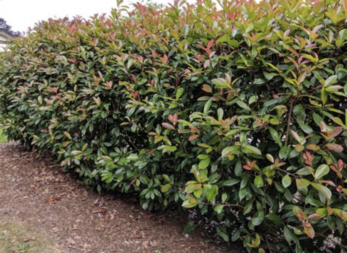 'RED TIP' PHOTINIA, 3 GALLON