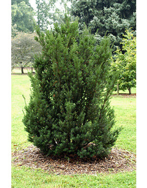 Yew 'Japanese' 3G