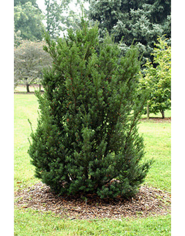 Yew 'Japanese' 3G