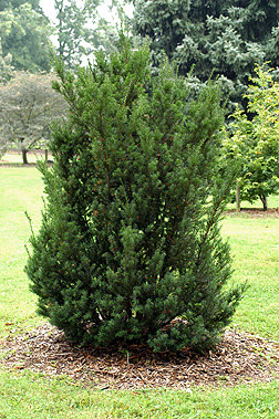 Yew 'Japanese' 3 Gallon - Evergreen Needle Shrub