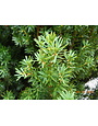 Yew 'Japanese' 3 Gallon - Evergreen Needle Shrub