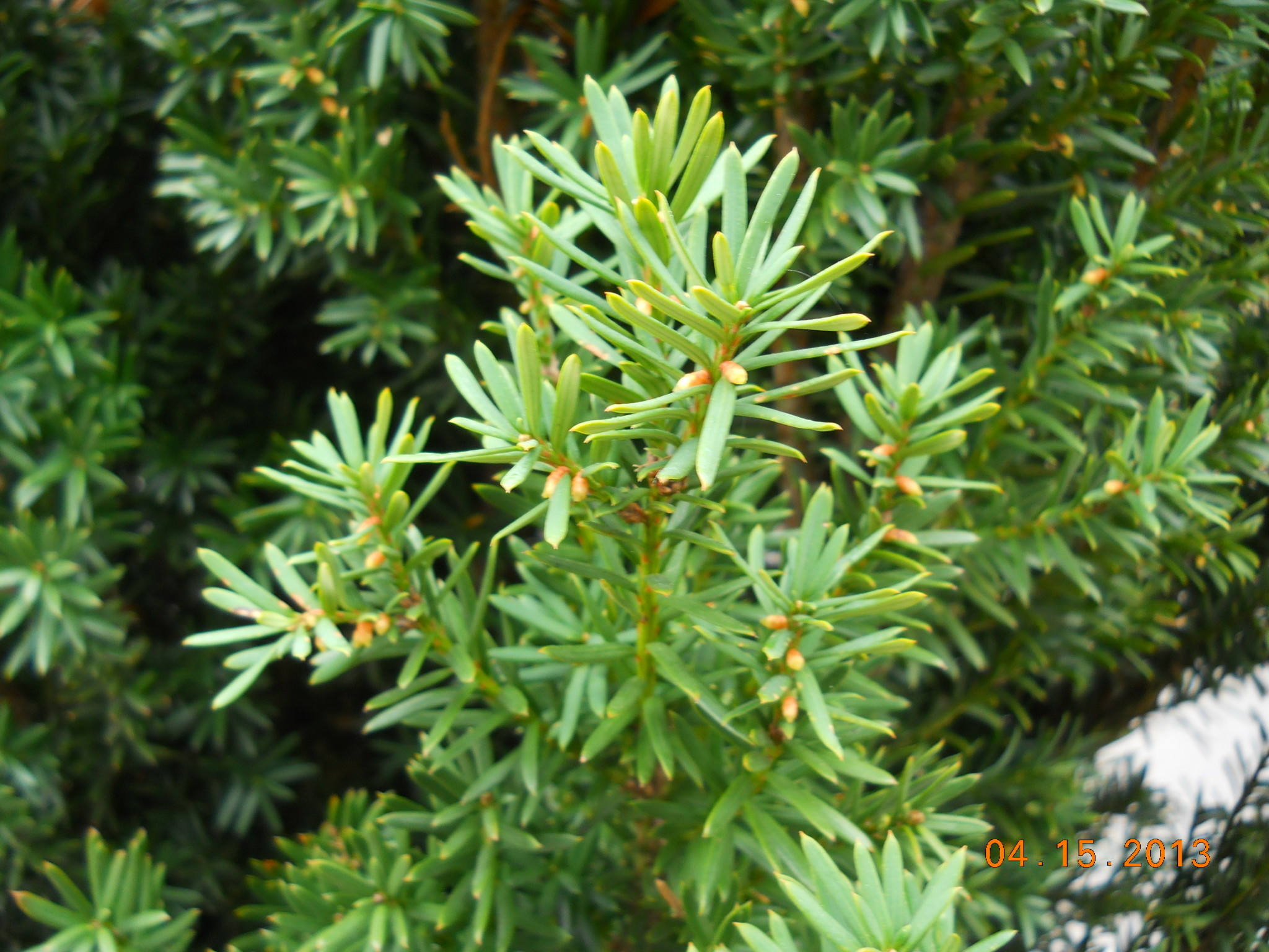 ‘JAPANESE’ YEW, 3 GALLON