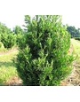 Yew 'Japanese' 3 Gallon - Evergreen Needle Shrub