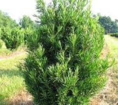 Yew 'Japanese' 3 Gallon - Evergreen Needle Shrub