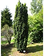 Yew 'Japanese' 3 Gallon - Evergreen Needle Shrub