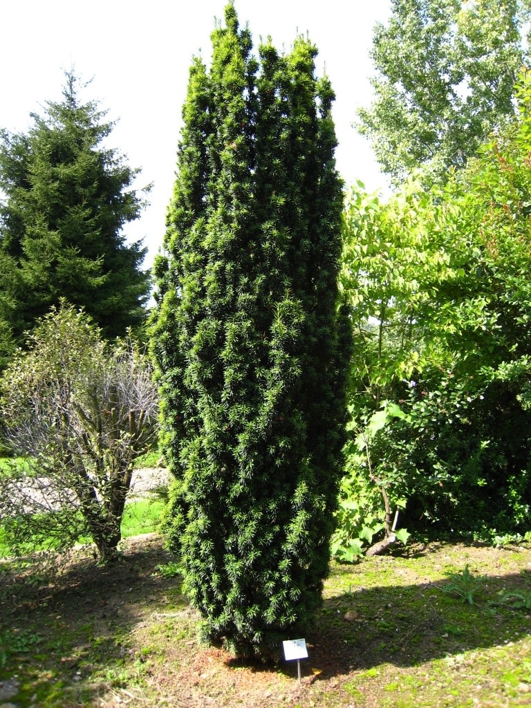 Yew 'Japanese' 3 Gallon - Evergreen Needle Shrub