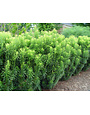Yew 'Japanese' 3 Gallon - Evergreen Needle Shrub
